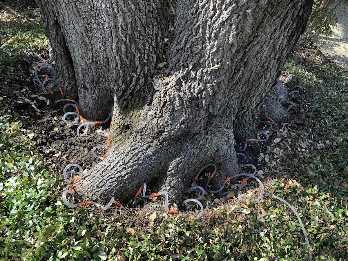 Detailed Tree Cabling and Bracing job site in Delmita