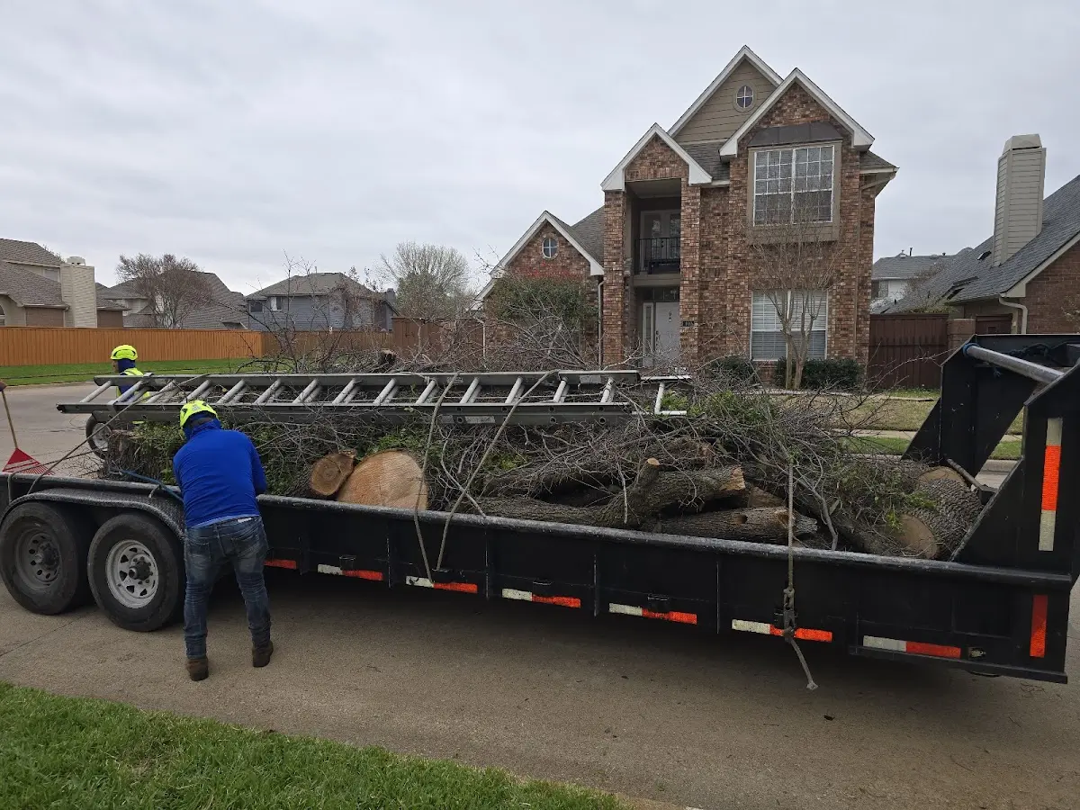 Expert Tree Removal with proper safety equipment in Delmita